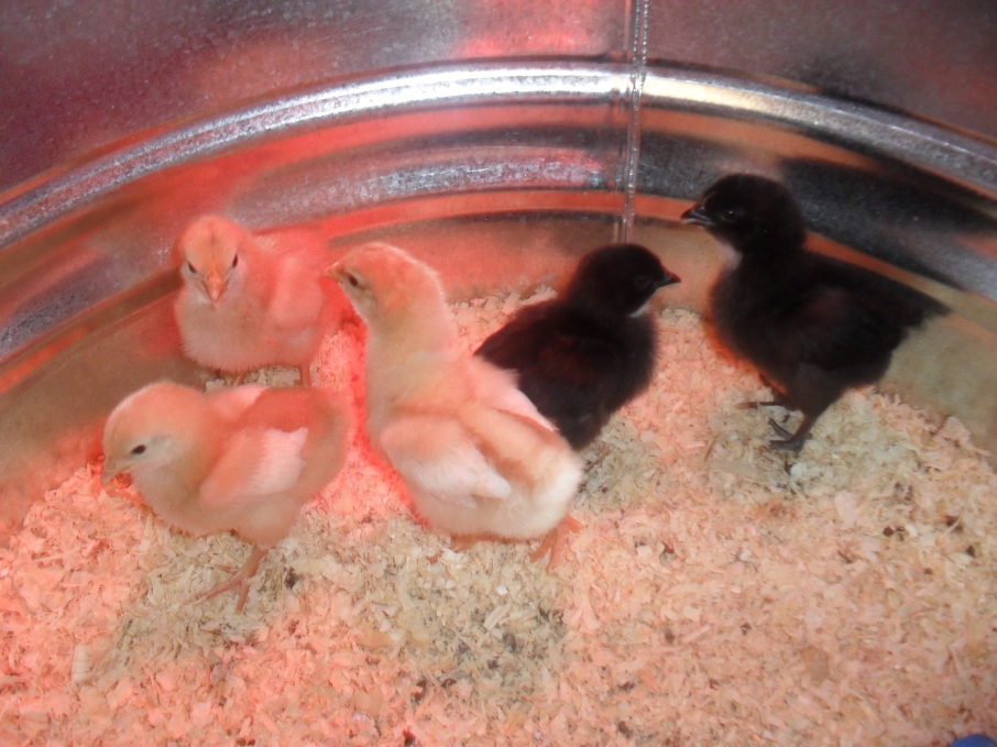 Chicks at Day Two