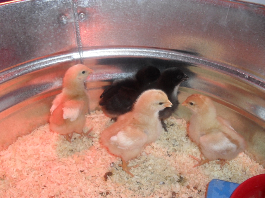 Tub of Chicks Day Three